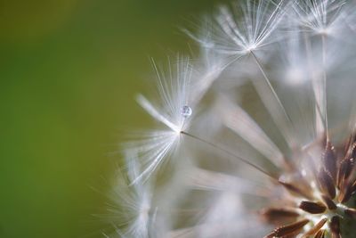 Close-up of dandelion on plant