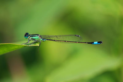 Close-up of damselfly on leaf