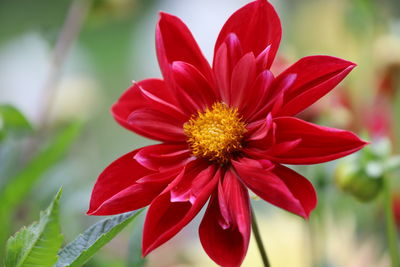 Close-up of pink flower