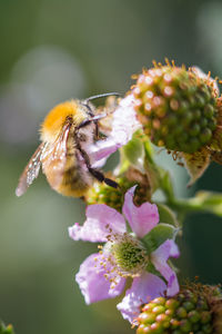 Close-up of bee pollinating on flower