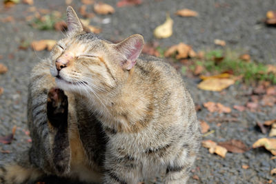 Cat looking away