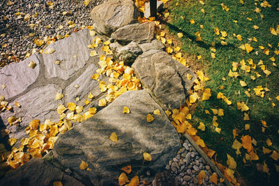 High angle view of fallen leaves on rock