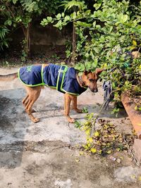 Woman with dog standing by plants