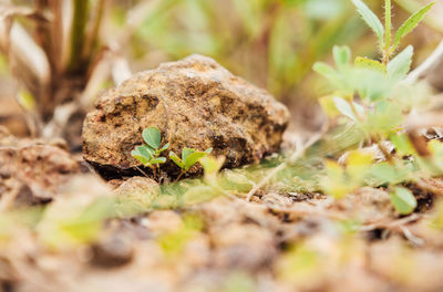 Close-up of fresh green plant