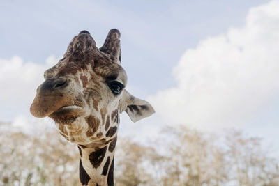 Close-up of a giraffe