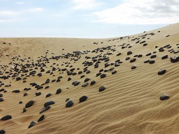 Scenic view of sand dunes in desert against sky