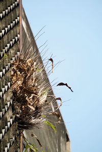 Low angle view of birds on roof against sky