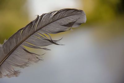 Close-up of feather on dry plant