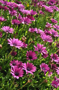 Close-up of purple flowers