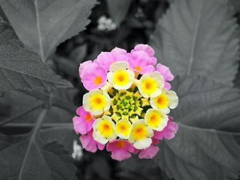 Close-up of pink flowers blooming outdoors