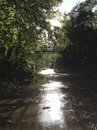Reflection of trees in water