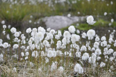 Close-up of white flowers growing in field