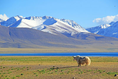 View of sheep on snow covered mountain against sky