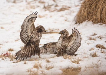 Bird of preys on snowy land during winter