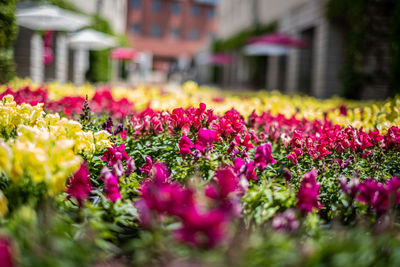 Close-up of pink tulips