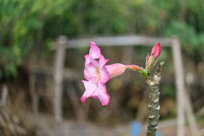 Close-up of pink flowers blooming outdoors