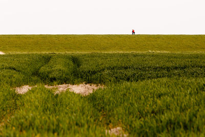 Surface level of grassland against clear sky