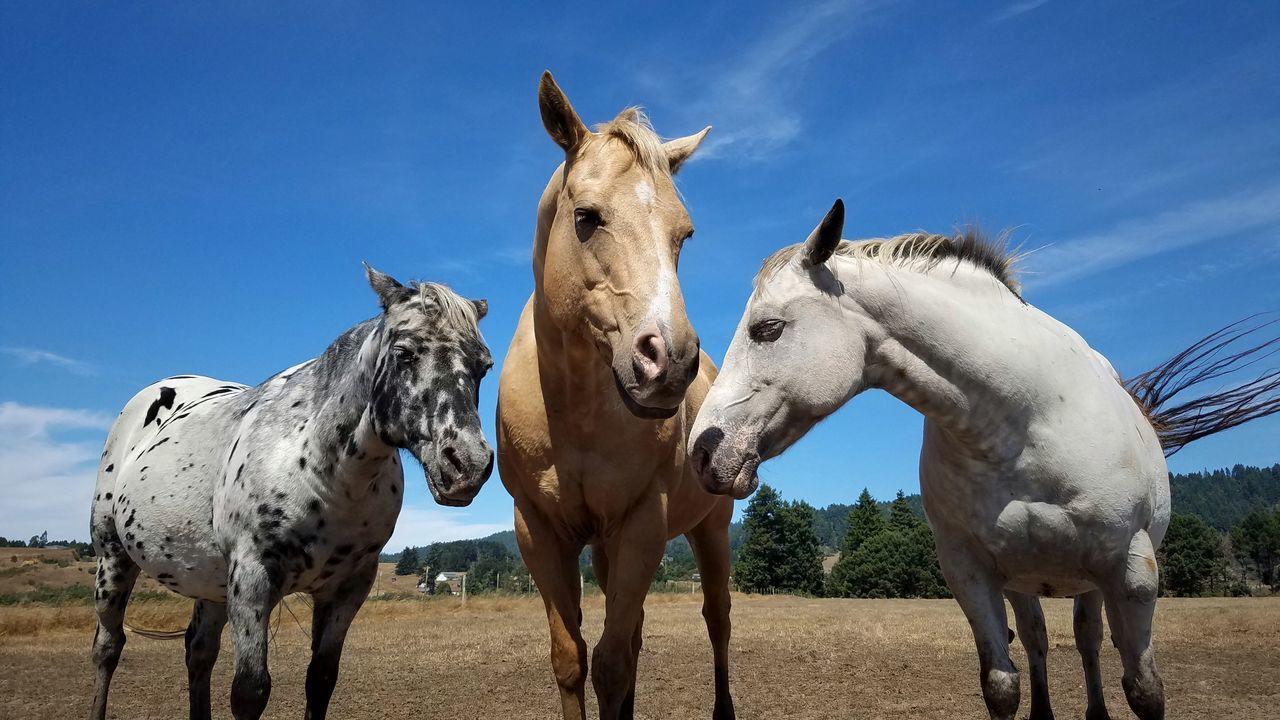 horse, mammal, animal, animal themes, domestic animals, livestock, animal wildlife, mustang horse, group of animals, mare, stallion, sky, pet, nature, mane, working animal, blue, landscape, no people, land, two animals, pack animal, outdoors, environment, standing, day, ranch, field, farm, cloud, herbivorous, agriculture, rural scene