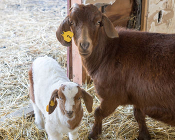 Portrait of goat with kid in pen