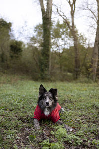 Lovely border collie dog relaxed in the park