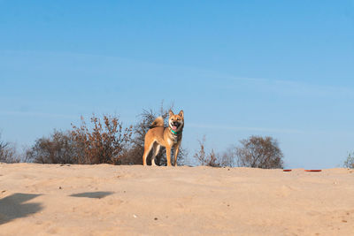 Dog on the beach