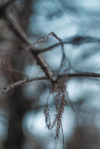 Close-up of dry plant