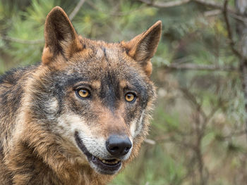 Close-up of wolf standing on grassy field in forest