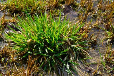 High angle view of grass growing in field