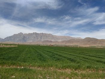 Scenic view of agricultural field against sky