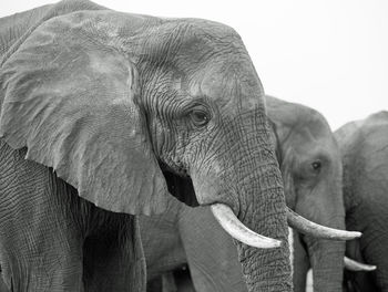 African elephants at hwange national park