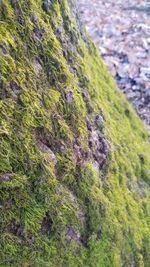 Close-up of moss growing on rock