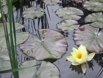 Close-up of lotus water lily in pond