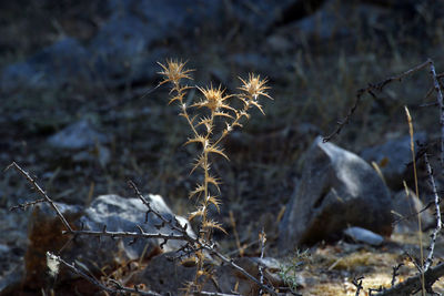 Close-up of dry plant on field