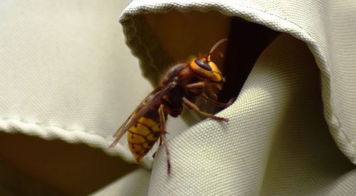 Close-up of insect on flower