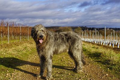 Dog on field against sky