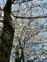 Low angle view of cherry tree against sky