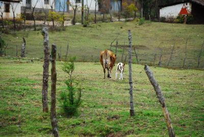 Horses in a field