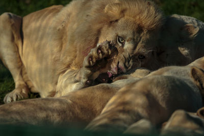 White lion feeding on meat