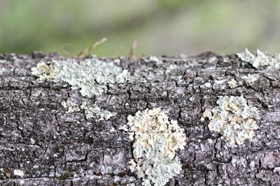 Close-up of flower tree