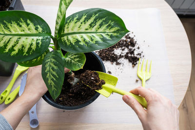 Cropped hand of person holding potted plant