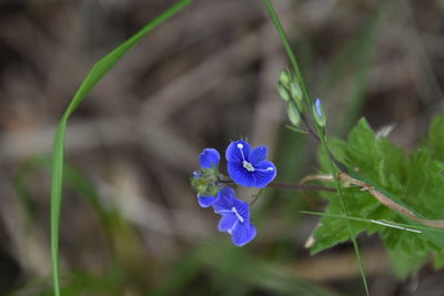 Close-up of purple flowering plant