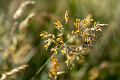 Close-up of flowering plant