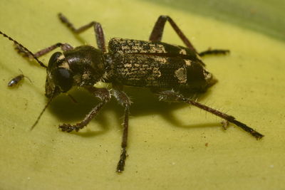 Close-up of spider