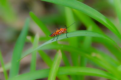 Close-up of insect on grass