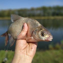 Human hand holding fish