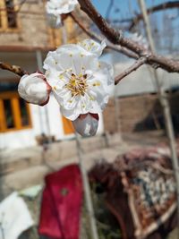 Close-up of white cherry blossom plant