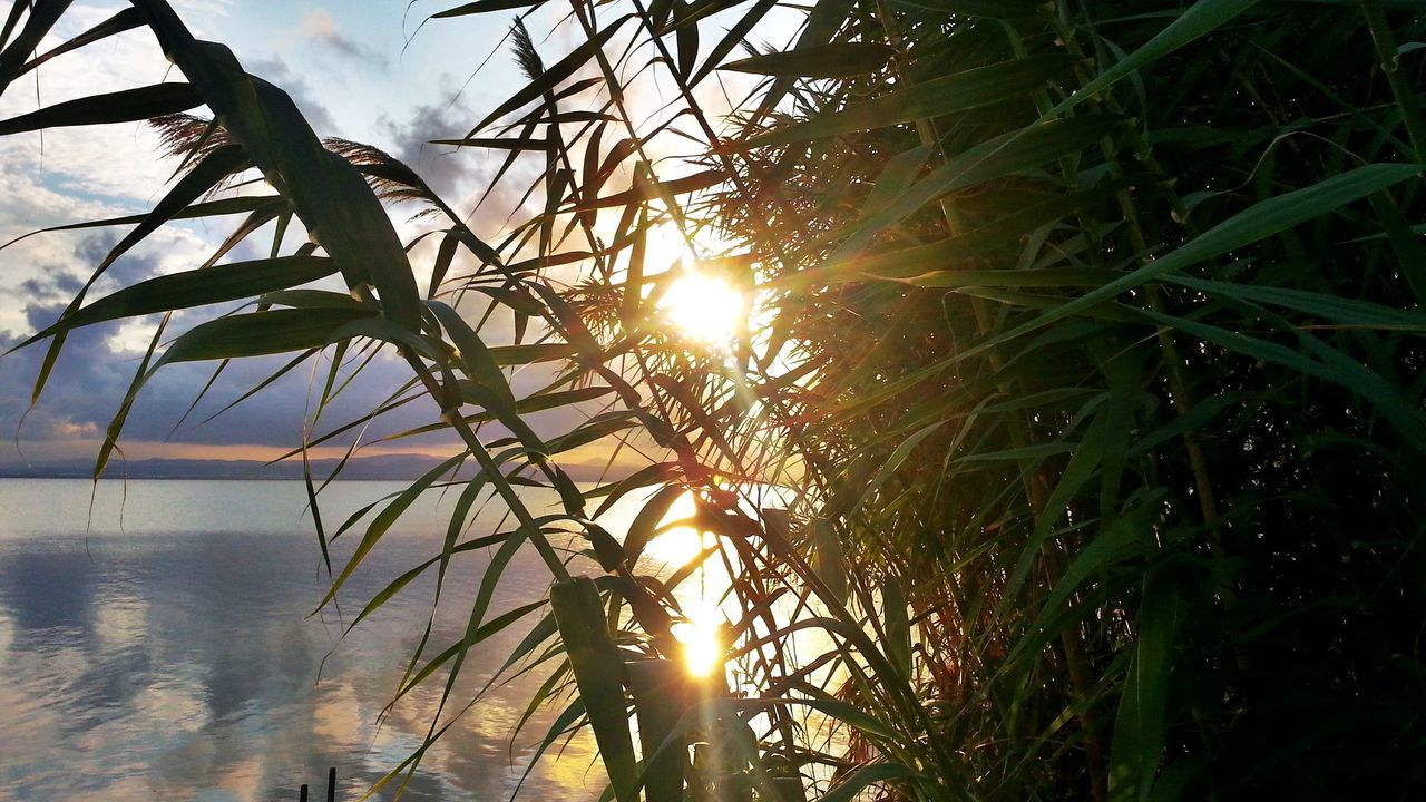 sun, water, tranquility, sunlight, beauty in nature, growth, nature, sunset, tranquil scene, sunbeam, plant, reflection, grass, scenics, sky, lens flare, lake, idyllic, outdoors, no people