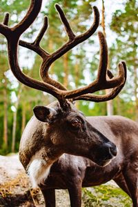 Close-up of deer on field