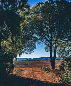 Trees on landscape against sky