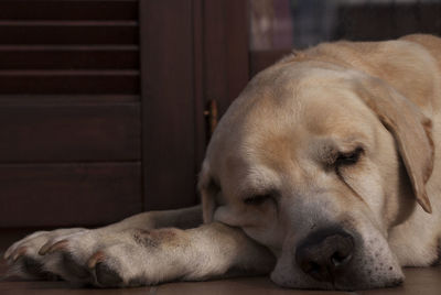 Close-up of puppy sleeping